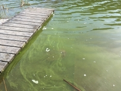 Health warning issued for Otautu Bay of Lake Rotoehu