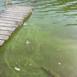 Health warning issued for Otautu Bay of Lake Rotoehu