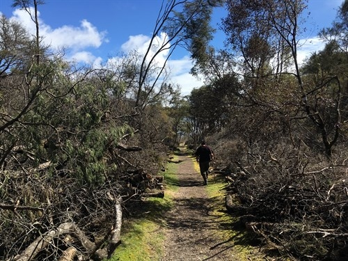 Efforts continued to tackle pesky weed near Mount Tarawera