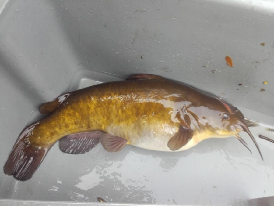 Rotoiti Catfish Update