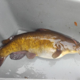 Rotoiti Catfish Update