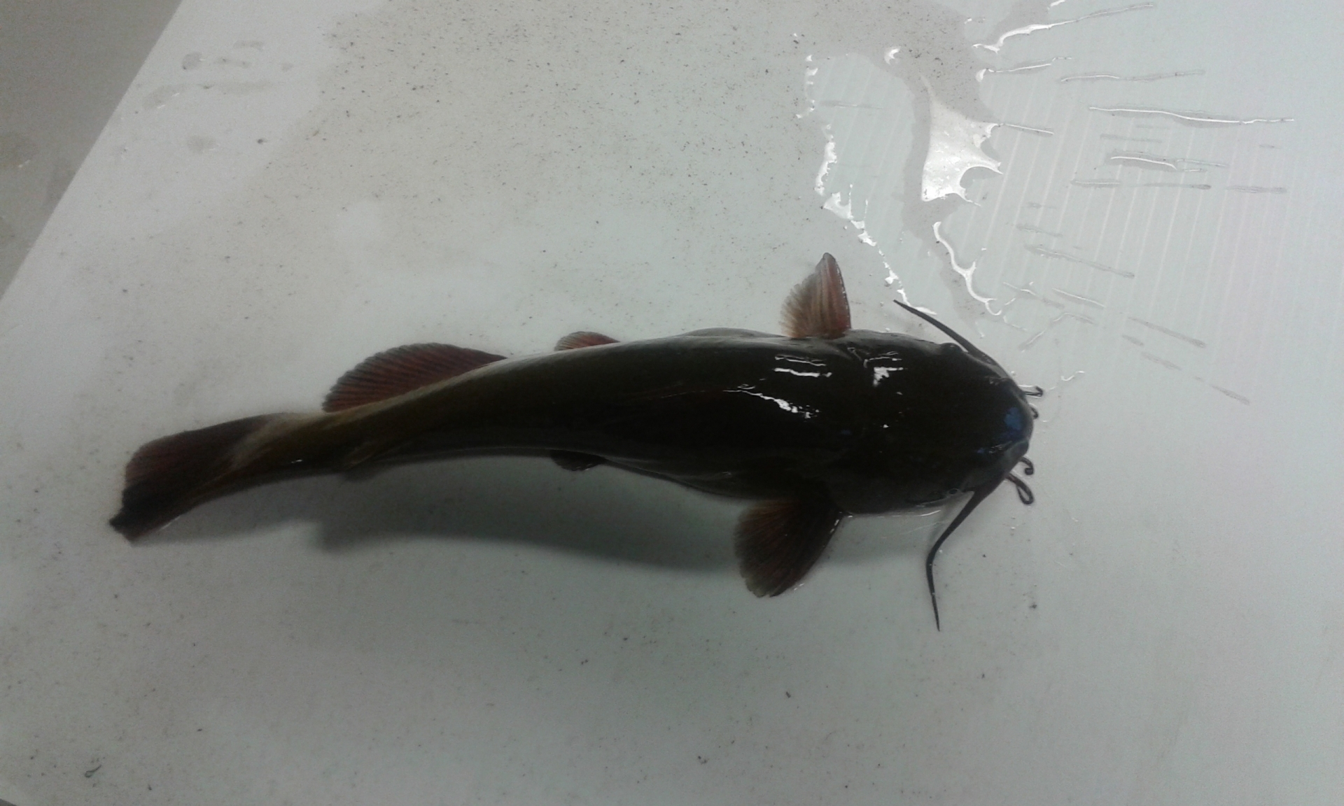 Pest fish found in Lake Rotoiti
