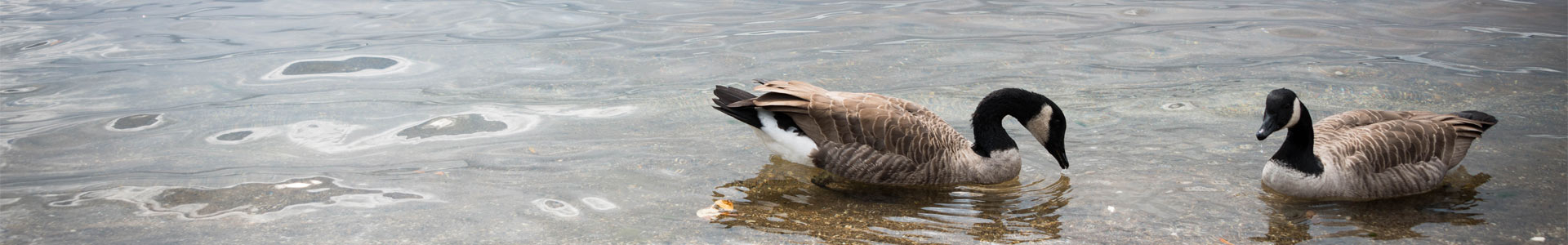 Duck banner