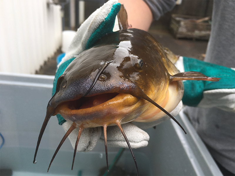 Plea to stop catfish spread