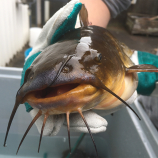 Plea to stop catfish spread
