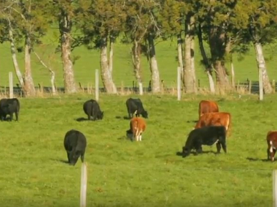 Understanding Nutrient Cycles