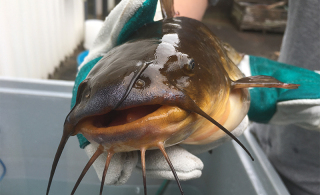 Plea to stop catfish spread