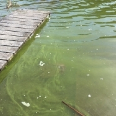 Health warning issued for Otautu Bay of Lake Rotoehu