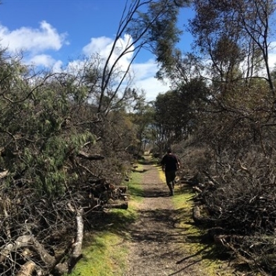 Efforts continued to tackle pesky weed near Mount Tarawera