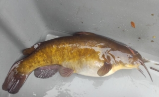 Rotoiti Catfish Update