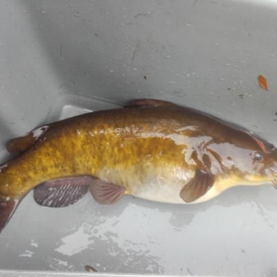 Rotoiti Catfish Update