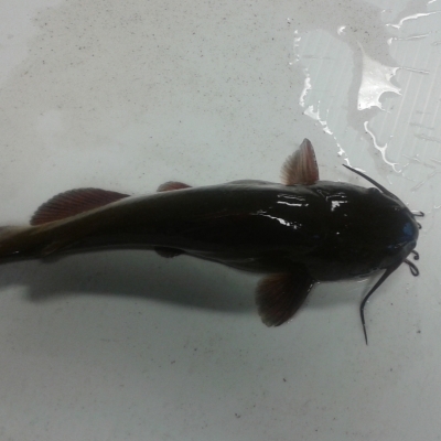 Pest fish found in Lake Rotoiti