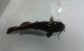 Rotoiti Catfish Update