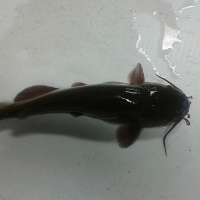 Rotoiti Catfish Update