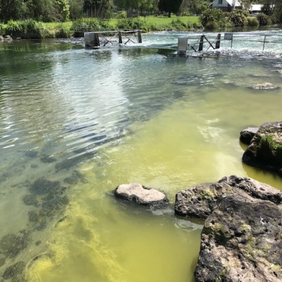 Algal bloom the first in 10 years for Lake Rotorua