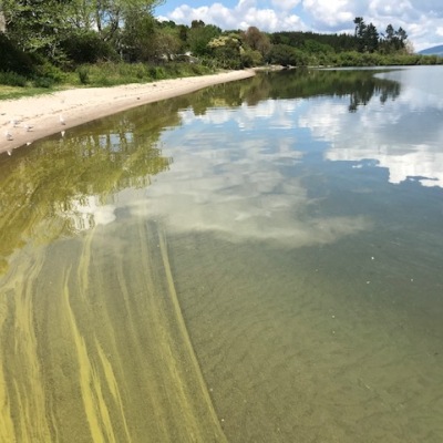 Warmer temps likely contributor for algal bloom in Lake Rotorua
