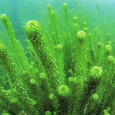 Aquatic Weed Spraying in  Te Arawa Lakes