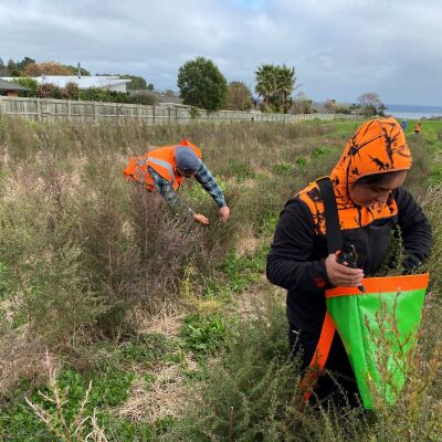 Liquid gold harvested in Rotorua