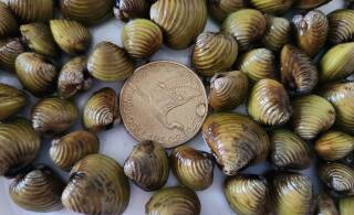 New biosecurity measures for Waikato River users