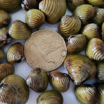 Gold clams: Bay of Plenty QR code for lake users, Biosecurity NZ commits $2m to clam management