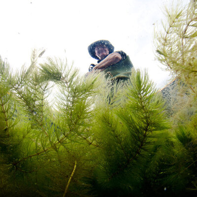 He Waikai Otaota – Te Arawa Lakes Aquatic Weed Management